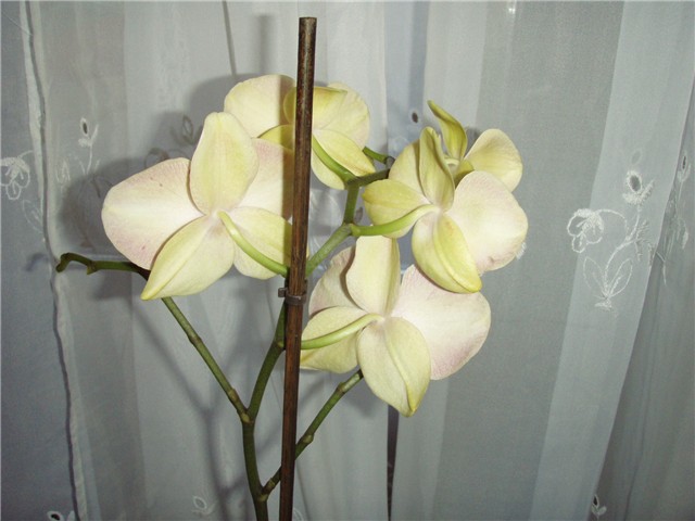 slika orhideje 1